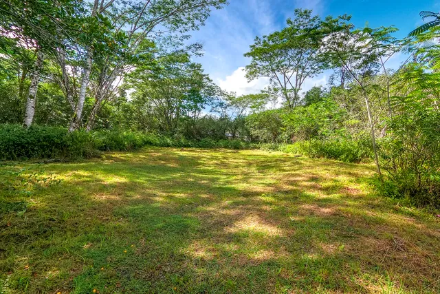 a view of a yard with a tree