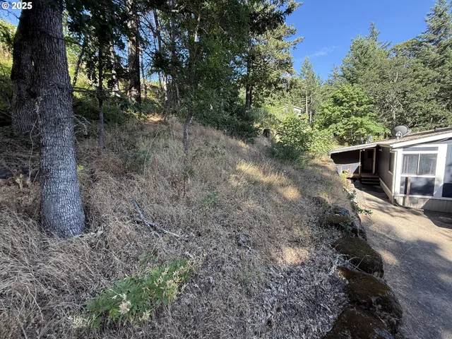 a view of a yard with plants and a tree