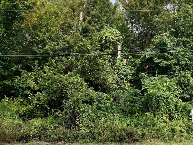 a view of a yard with plants