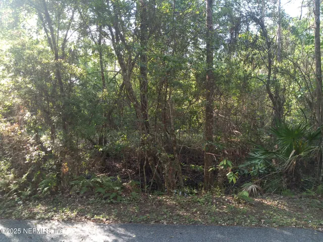a view of a forest with trees in the background