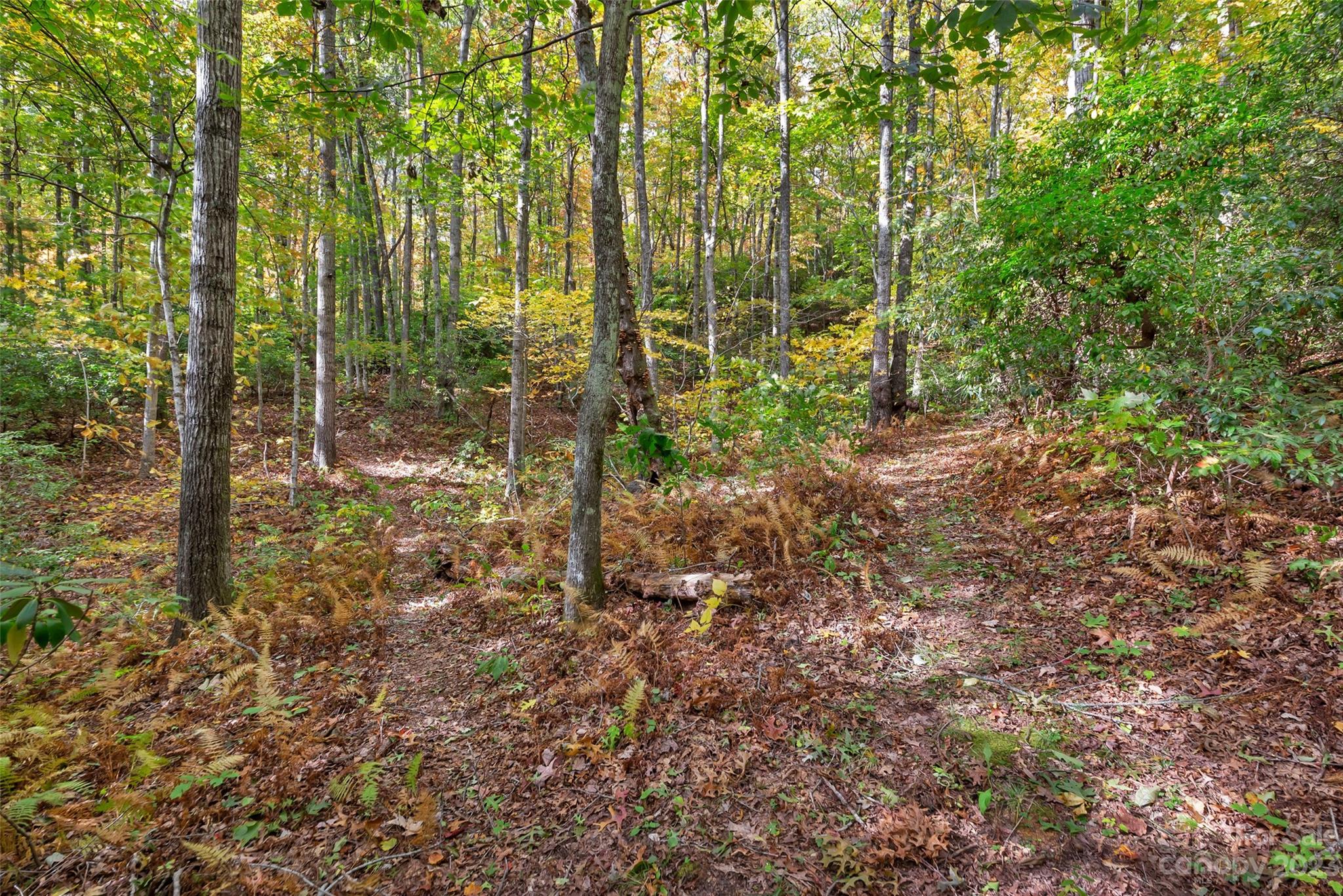91 Chestnut Hill Road Black Mountain, NC 28711 - Photo 37 of 45 a view of a forest