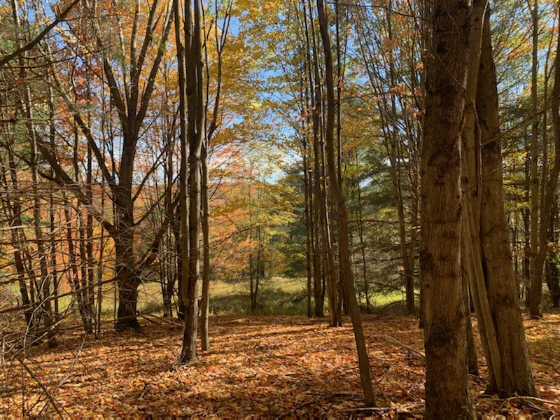 1759 Big Red Kill Road Fleischmanns, NY 12430 - Photo 4 of 37