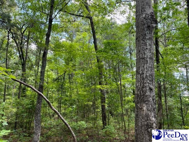 808 Floyds Road Darlington, SC 29540 - Photo 1 of 5 Gallery Image 1