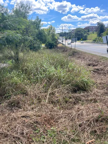 a view of a yard with plants and a bench