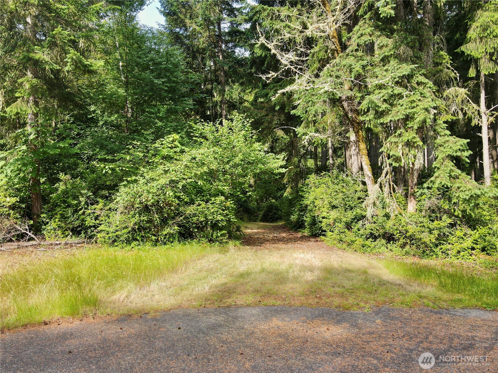 11422 Leschi Circle Anderson Island, WA 98303 - Photo 37 of 40 a view of a yard with a tree