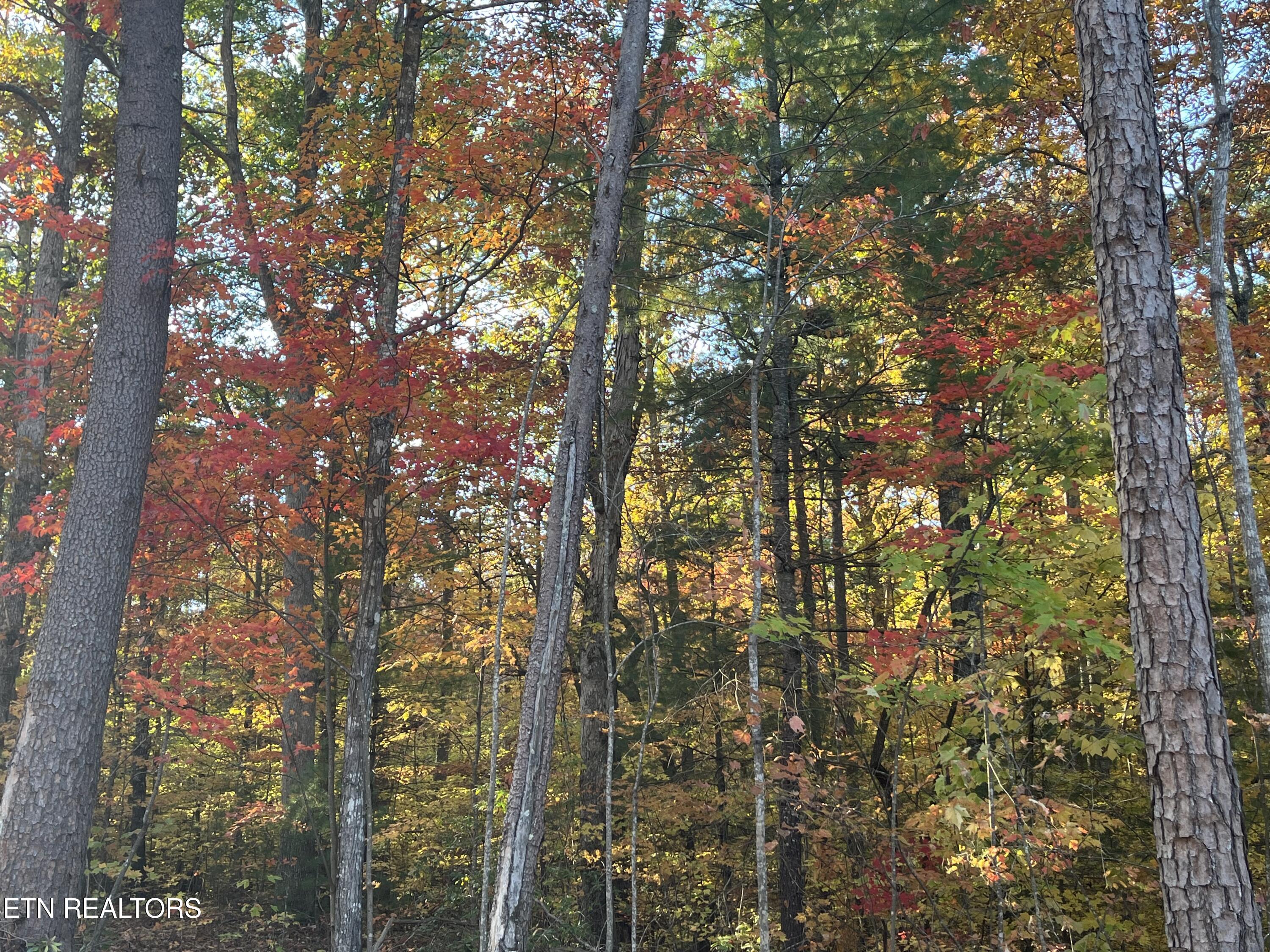 111 Cherokee Path Tellico Plains, TN 37385 - Photo 2 of 28 IMG_1714