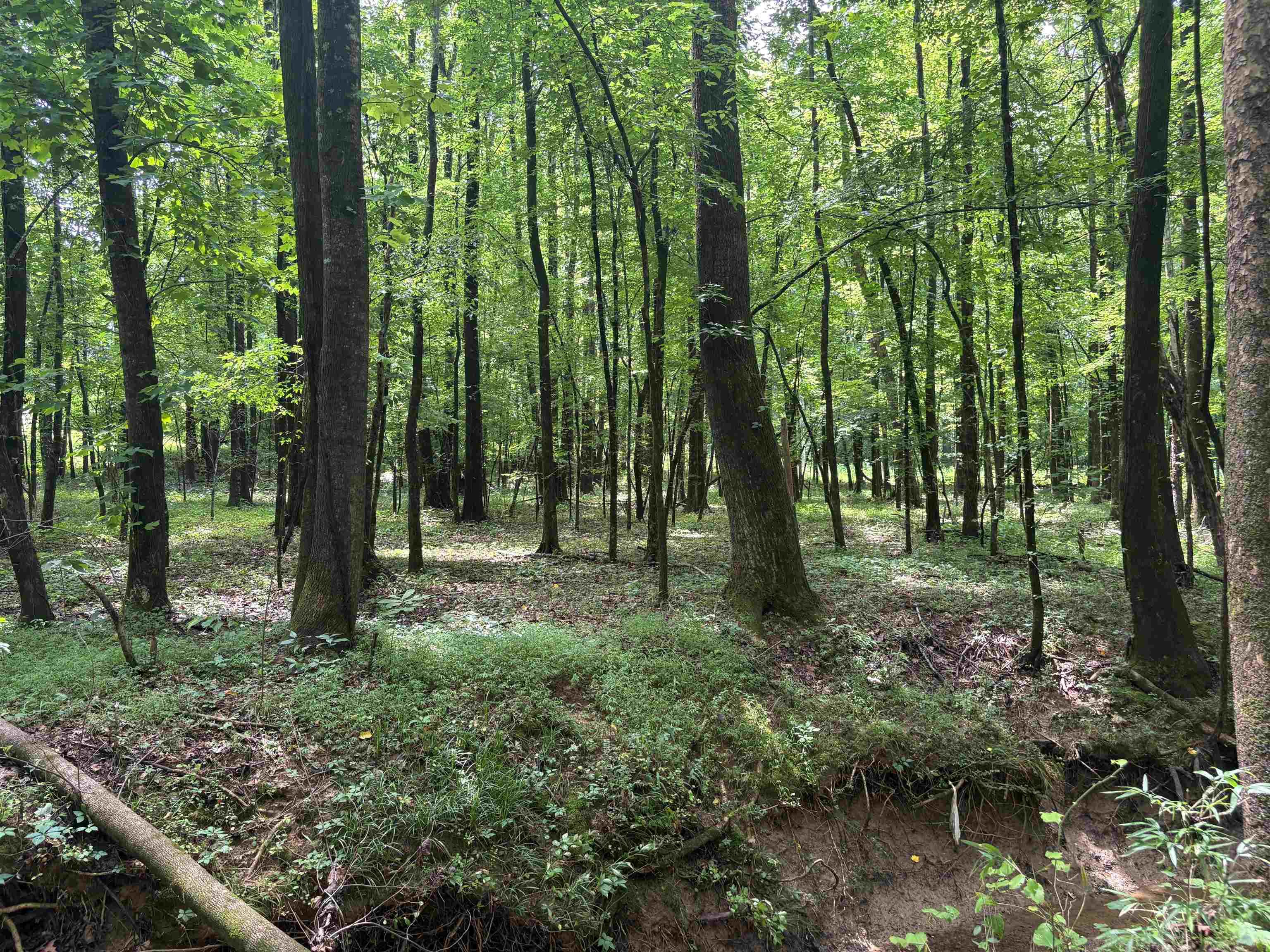 0 Billy Maher Road Bartlett, TN 38135 - Photo 12 of 19