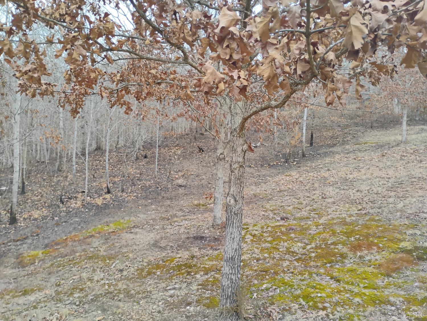 4183 Tye River Road Amherst, VA 24521 - Photo 44 of 62 a view of a pathway