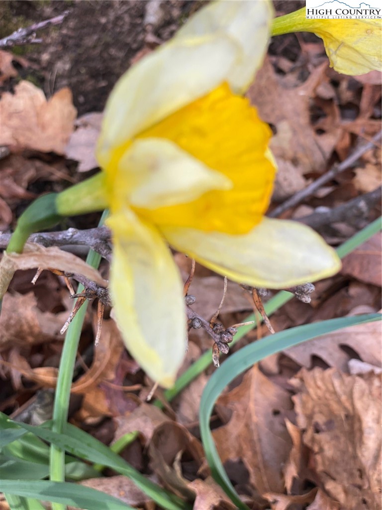 48 Saddle Mountain Church Road Ennice, NC 28623 - Photo 23 of 24 a view of a swimming pool