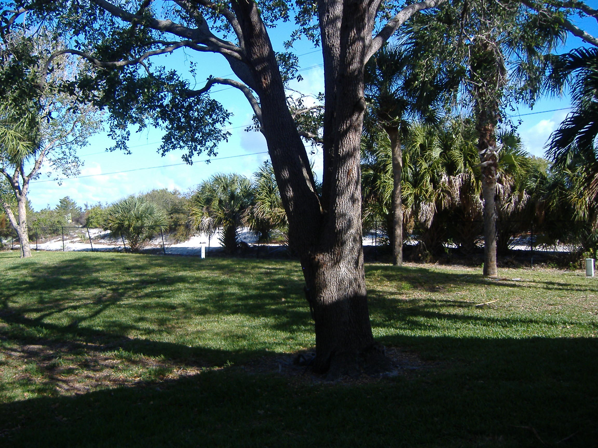 a view of a trees in a park