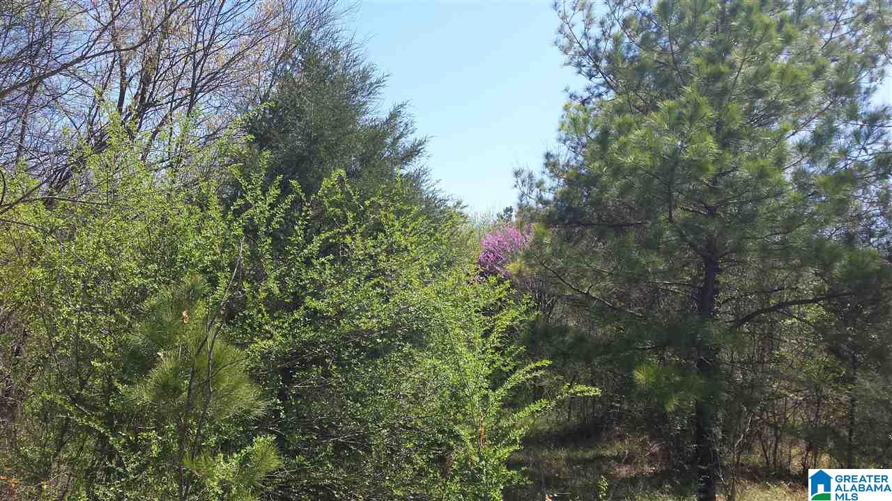 Double Bridge Road, Unit 16 Steele, AL 35987 - Photo 8 of 44