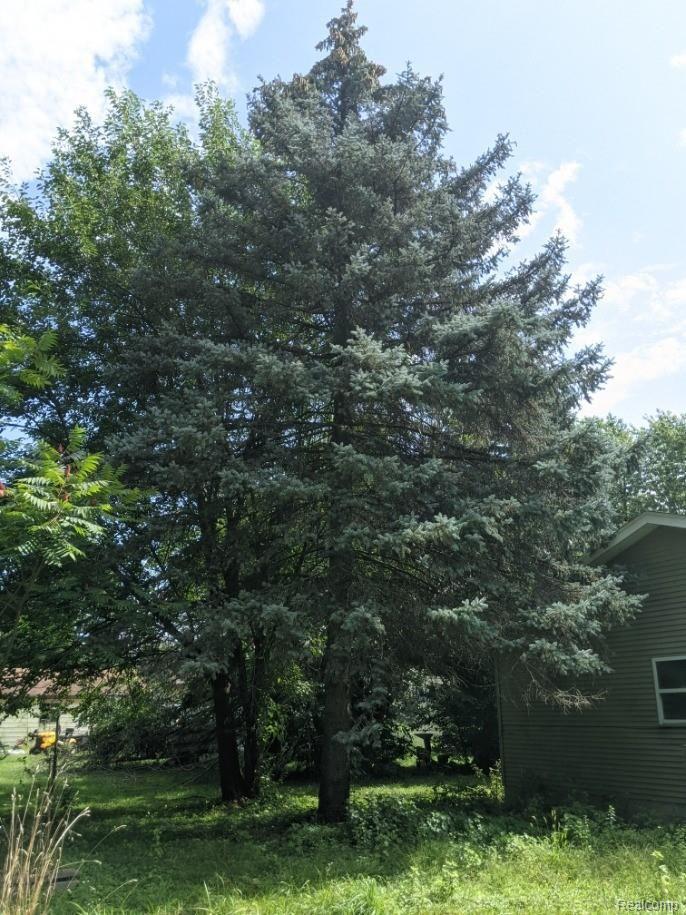 3524 East Rolston Road Linden, MI 48451 - Photo 24 of 25 3524 Rolston Tree.jpg