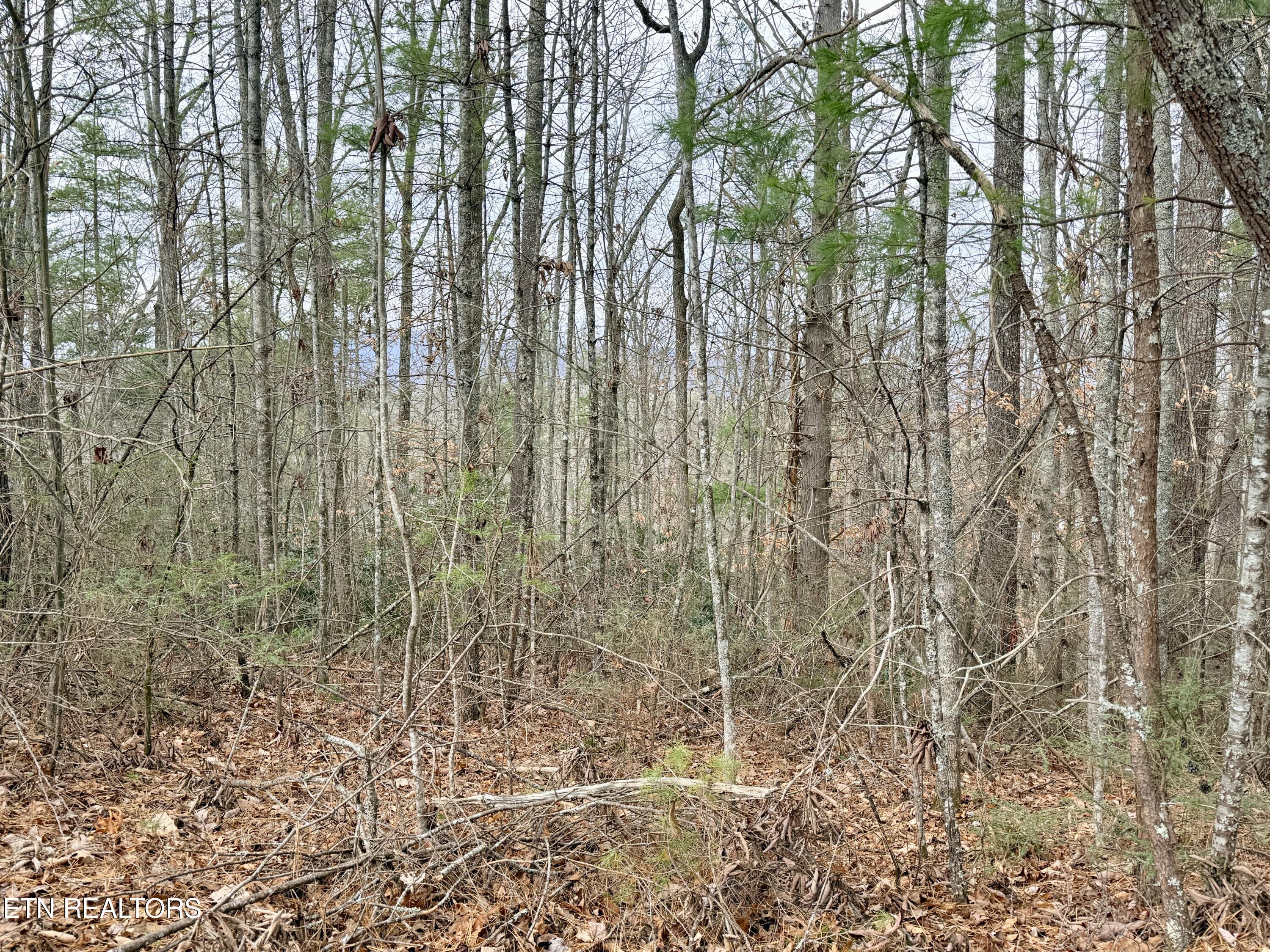 4855 Teague Branch Road Hartford, TN 37753 - Photo 12 of 22 A77015E2-BAE5-4560-B66D-57E7F5335AD6_1_2