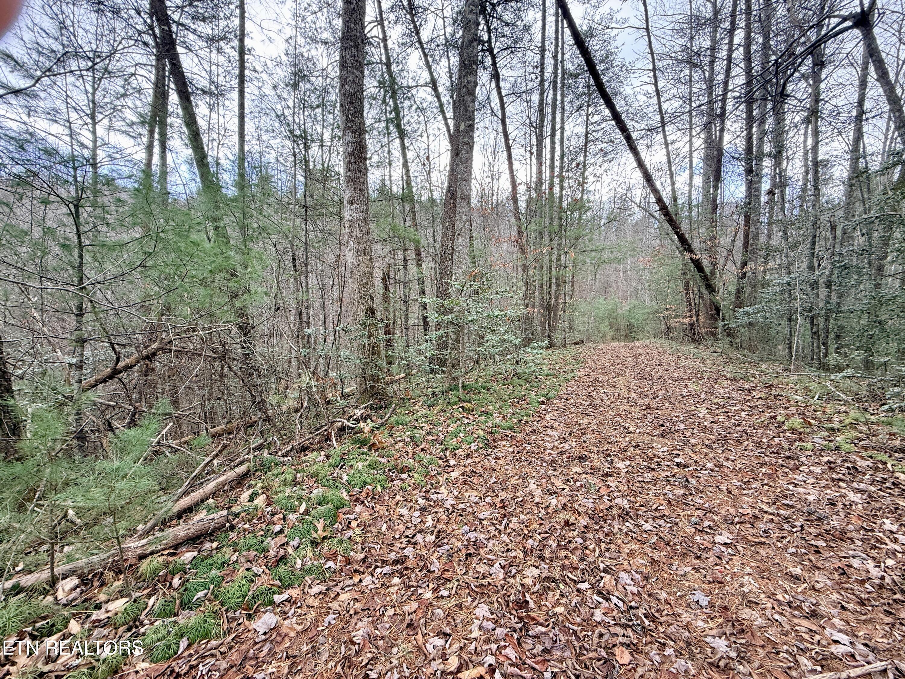 4855 Teague Branch Road Hartford, TN 37753 - Photo 7 of 22 3F3D90AD-3E3E-4B5B-8EF0-57EDD6F5487A_1_2