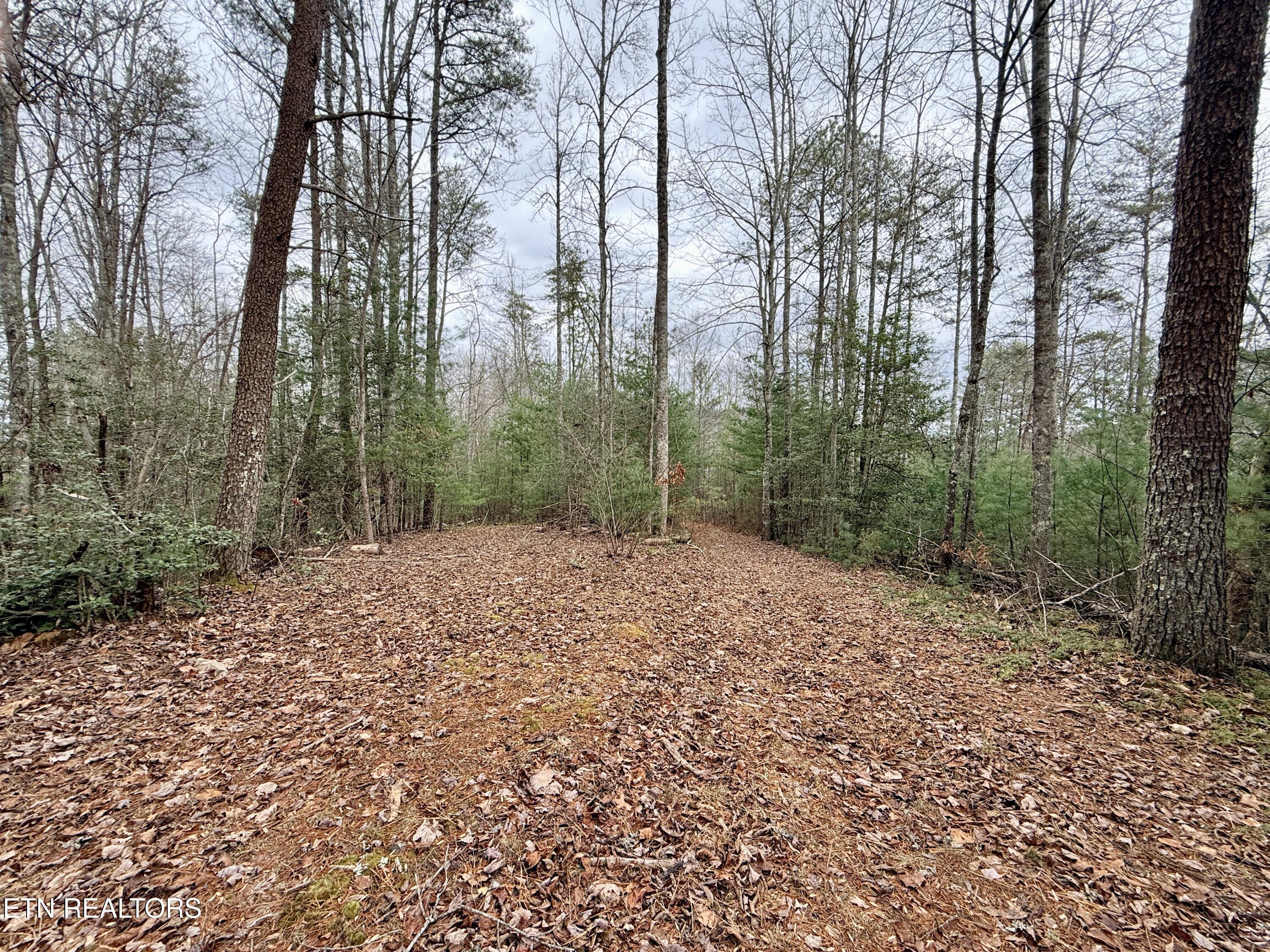 4855 Teague Branch Road Hartford, TN 37753 - Photo 8 of 22 BDA0FE90-0EF8-482E-AAB9-E011ACBC9EC0_1_2