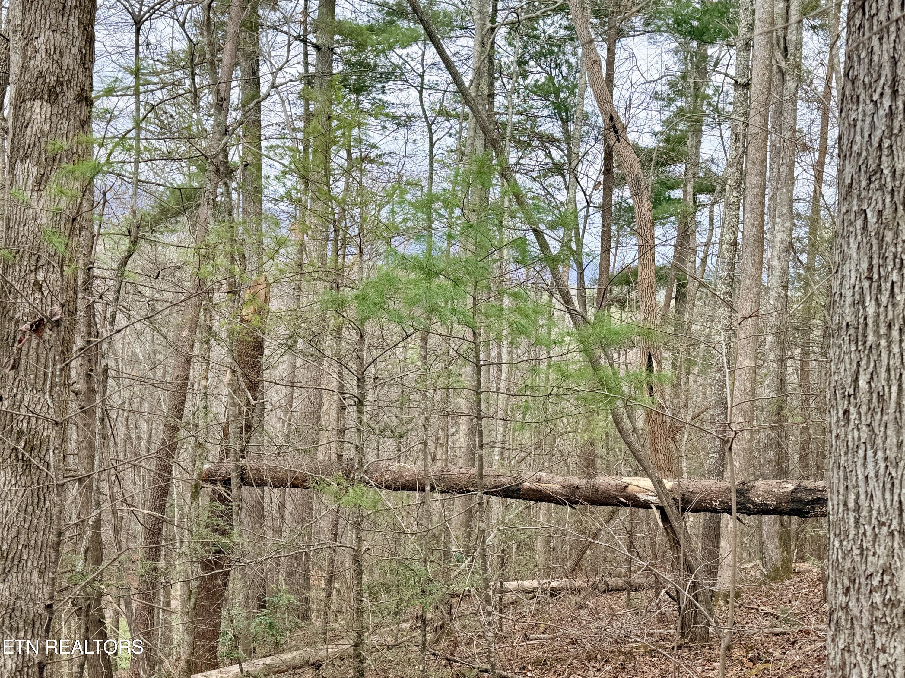 4855 Teague Branch Road Hartford, TN 37753 - Photo 9 of 22 D5914A74-B6C6-4F42-9588-6DCDC6CA516C_1_2