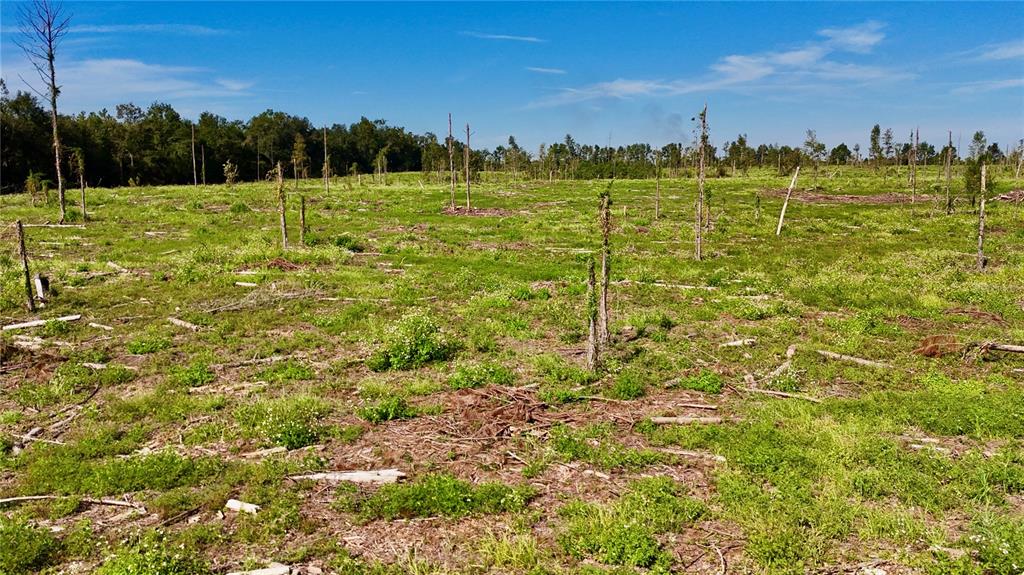 249 Southwest County Road Jasper, FL 32052 - Photo 11 of 29 a view of a garden