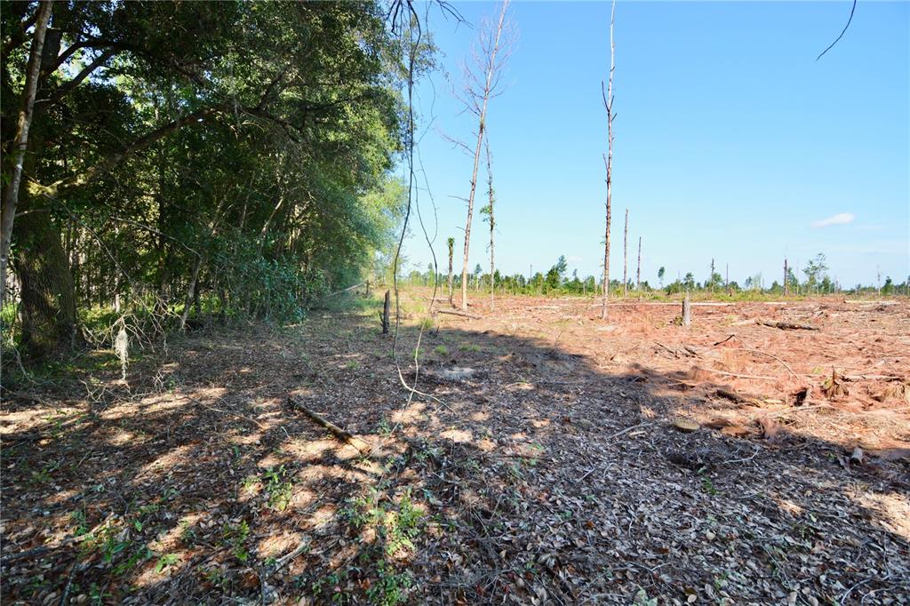 249 Southwest County Road Jasper, FL 32052 - Photo 13 of 29 a view of a beach with a tree