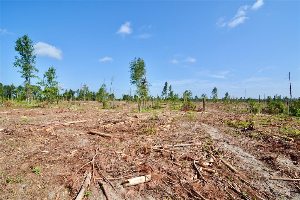 249 Southwest County Road Jasper, FL 32052 - Photo 16 of 29 a view of a large trees with lots of trees