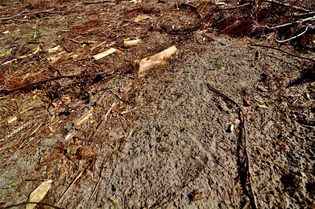 249 Southwest County Road Jasper, FL 32052 - Photo 20 of 29 a view of a tree
