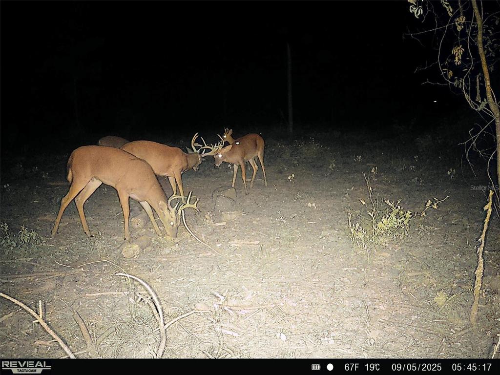249 Southwest County Road Jasper, FL 32052 - Photo 2 of 29 a view of a yard