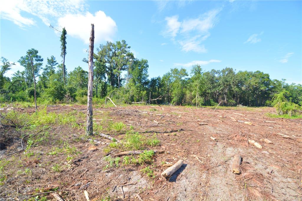 249 Southwest County Road Jasper, FL 32052 - Photo 21 of 29 a view of a yard with a tree