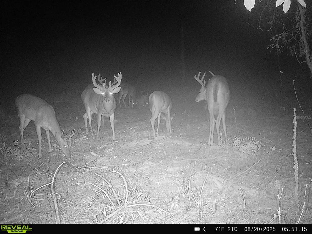249 Southwest County Road Jasper, FL 32052 - Photo 4 of 29 a view of a room with a table chairs and a table of wooden floor