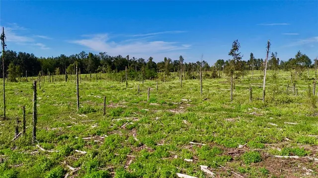 a view of a green yard with an trees