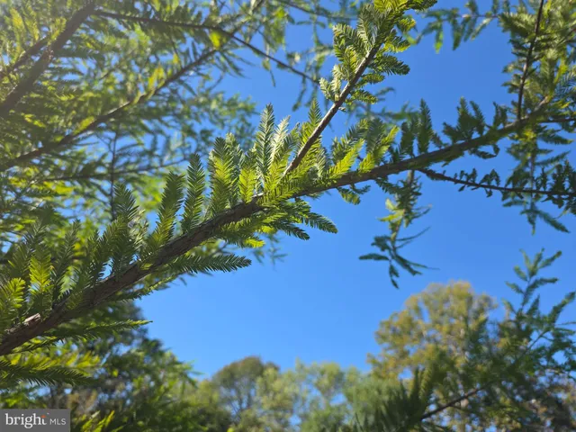 a view of a tree in a garden
