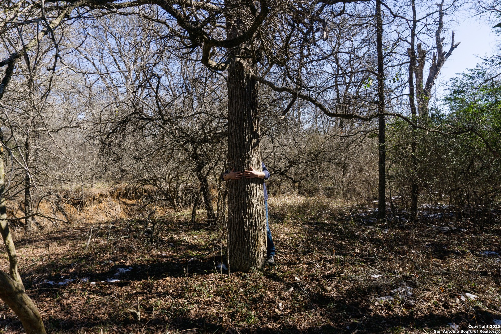 565 Marrou Road Seguin, TX 78155 - Photo 18 of 24 a view of a yard with lots of bushes