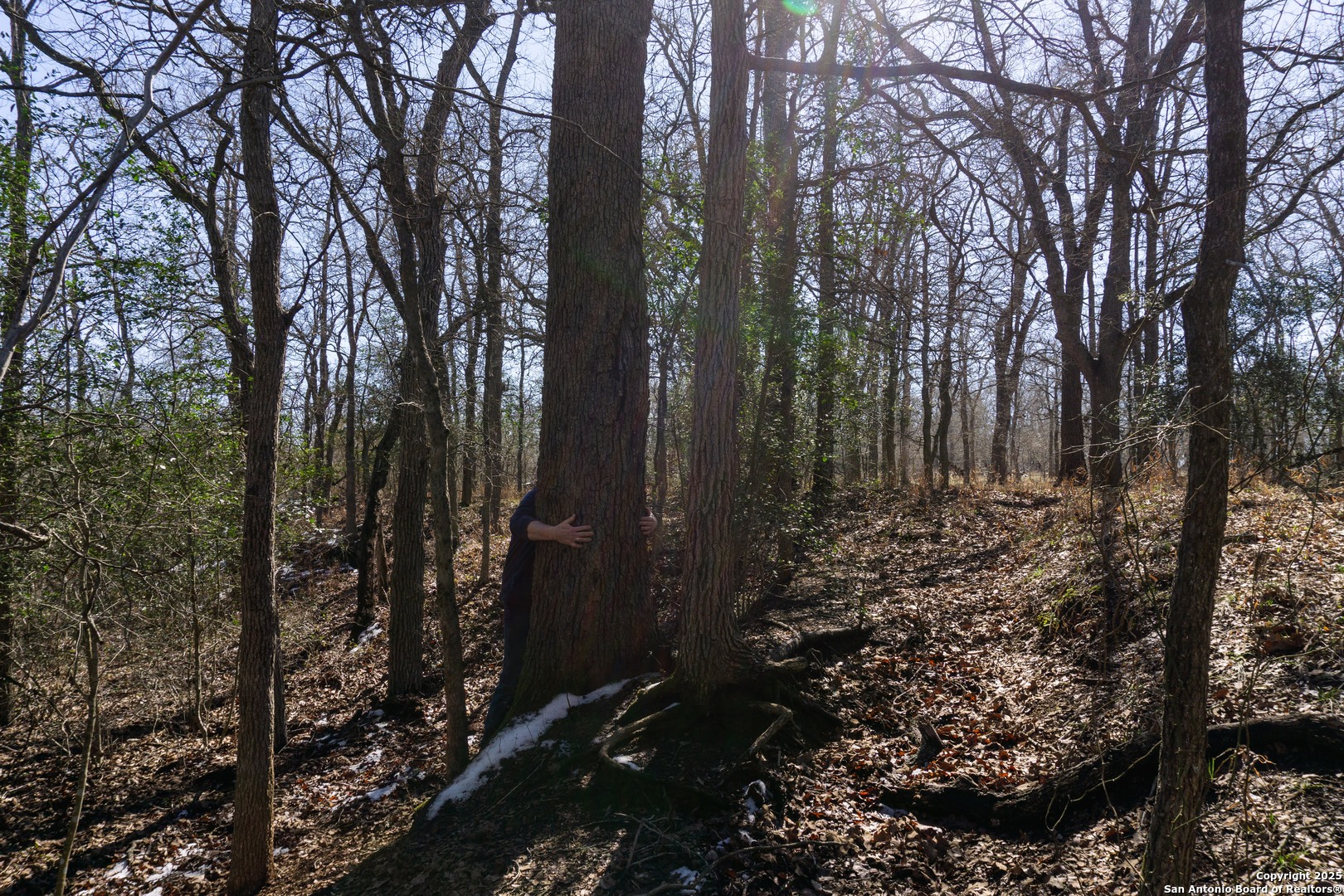 565 Marrou Road Seguin, TX 78155 - Photo 19 of 24 a view of forest