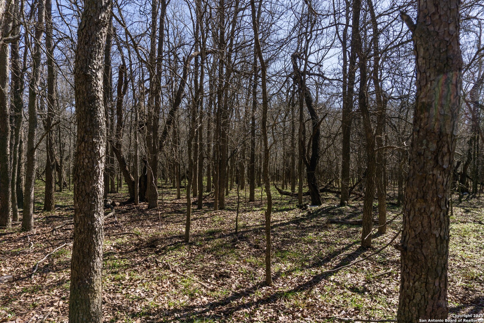 565 Marrou Road Seguin, TX 78155 - Photo 23 of 24 a view of a backyard