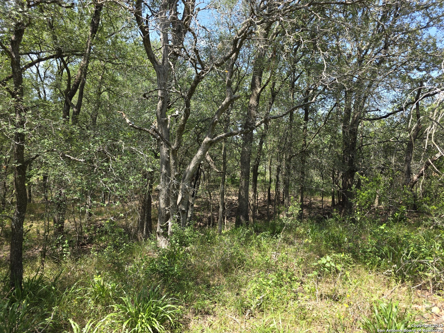 565 Marrou Road Seguin, TX 78155 - Photo 8 of 24 a view of forest
