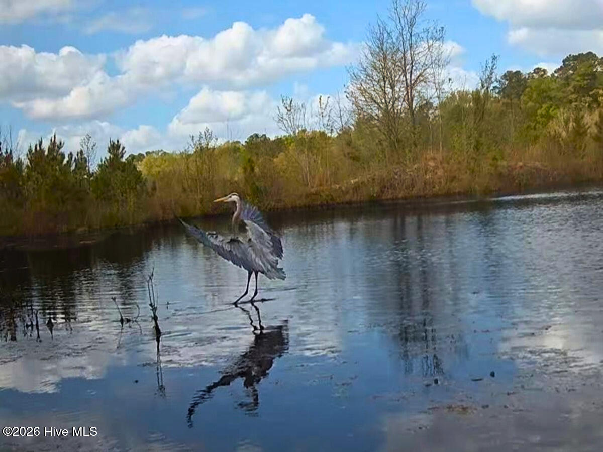 0 Durwood Evans Road Beulaville, NC 28518 - Photo 62 of 68 62. Blue herring on trail cam
