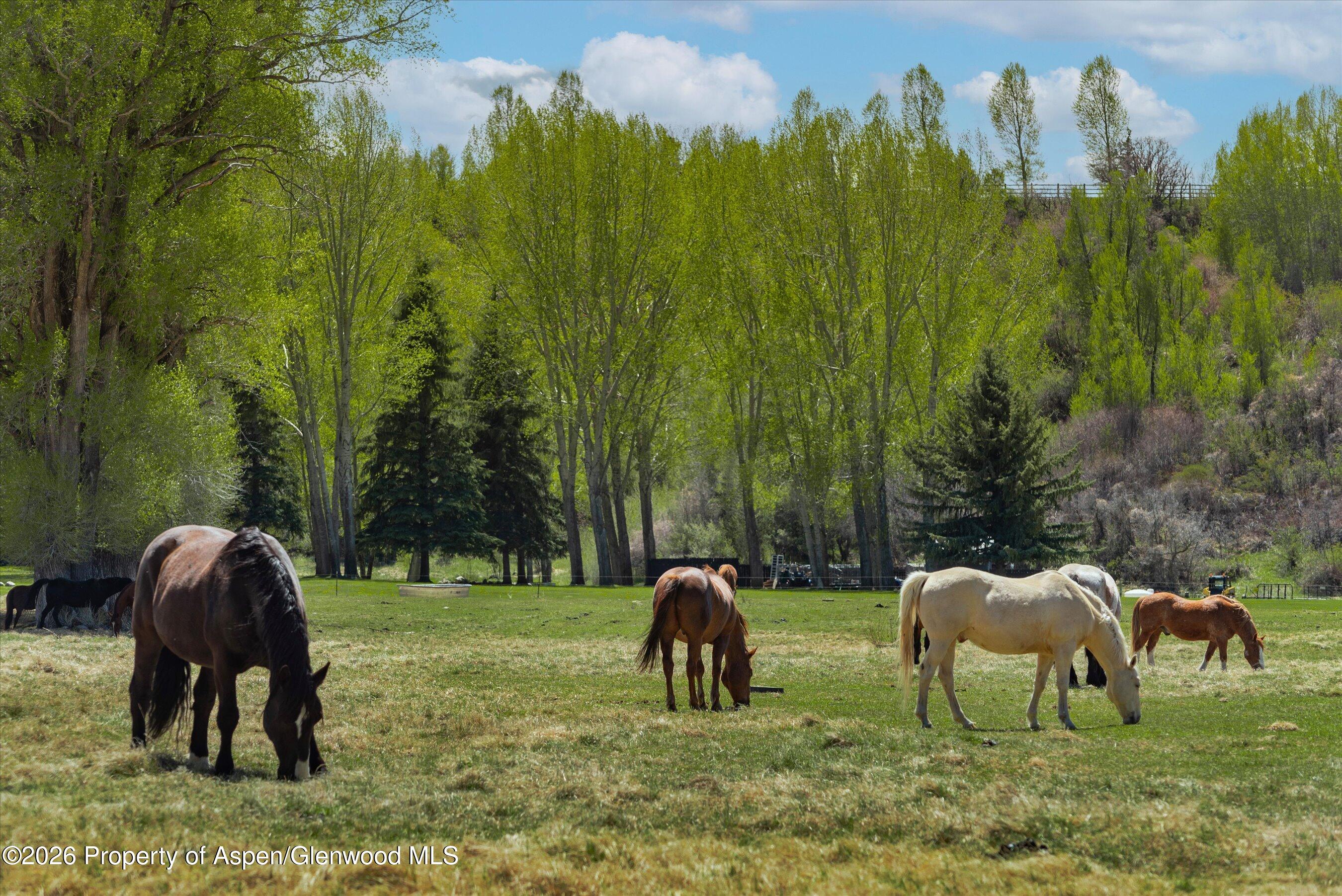 3333 Snowmass Creek Road Snowmass, CO 81654 - Photo 43 of 43 Horses