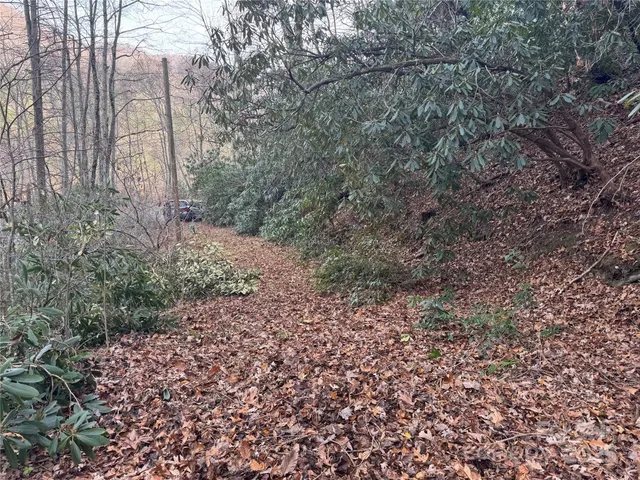 a view of a yard with plants and large trees