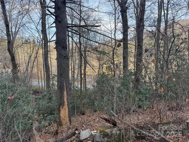 a view of a forest filled with trees