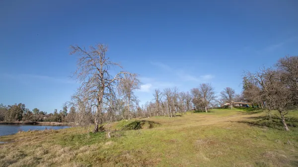 a view of large trees with a yard