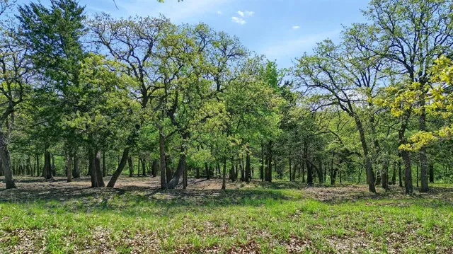 a big yard with tree s