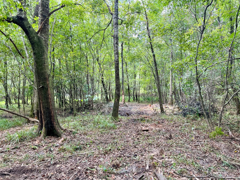 202-acres Columbus Holley Road Samson, AL 36477 - Photo 22 of 50