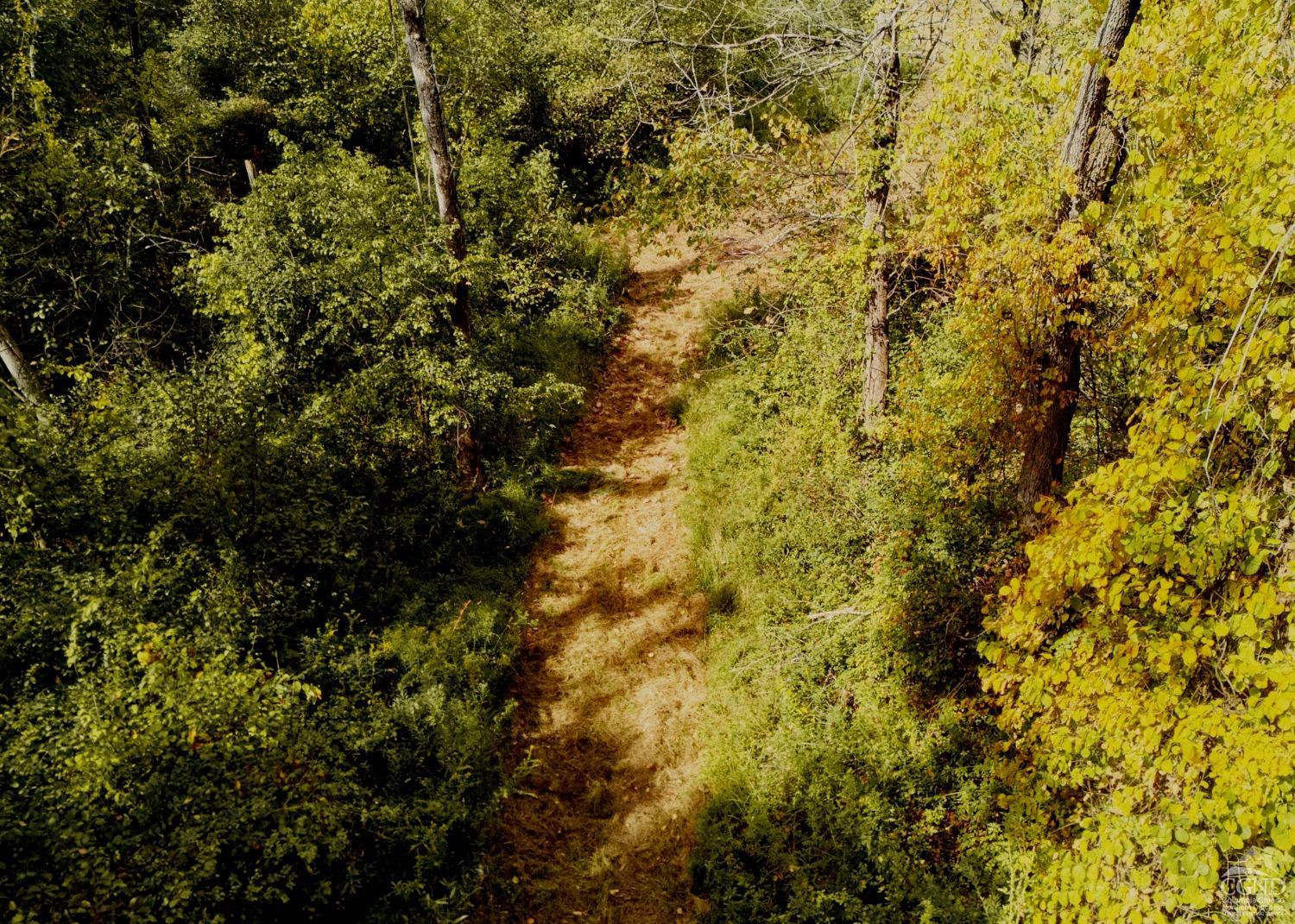 0 River Road Schodack Landing, NY 12156 - Photo 15 of 28 a view of a tree with a tree