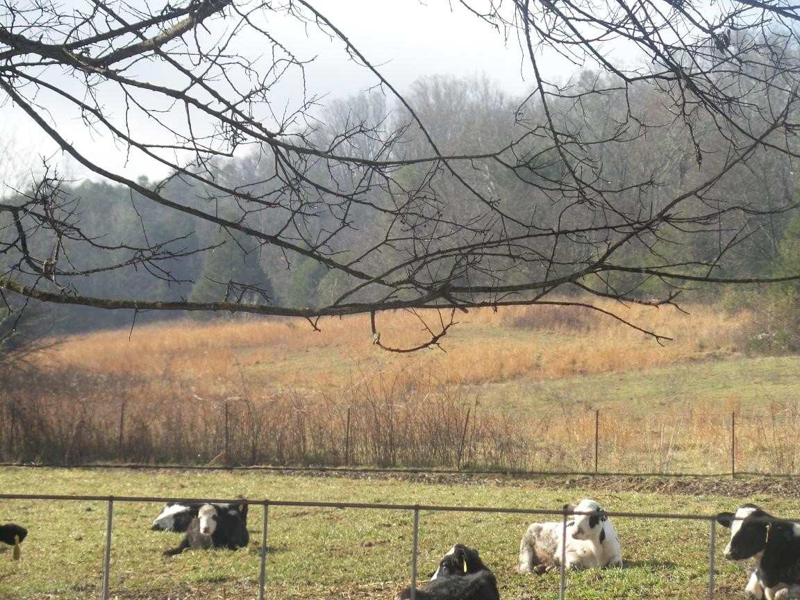 0 Dalton Road New Market, TN 37820 - Photo 3 of 23