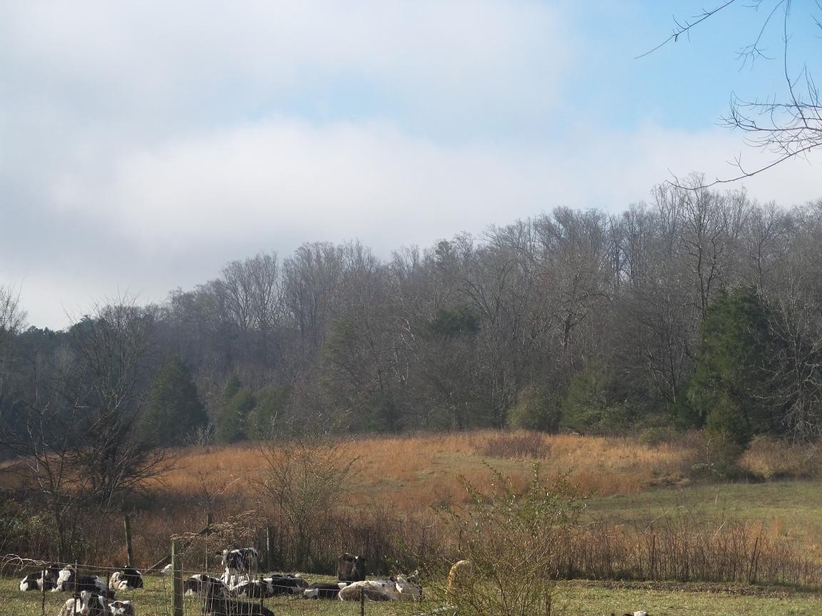 0 Dalton Road New Market, TN 37820 - Photo 4 of 23
