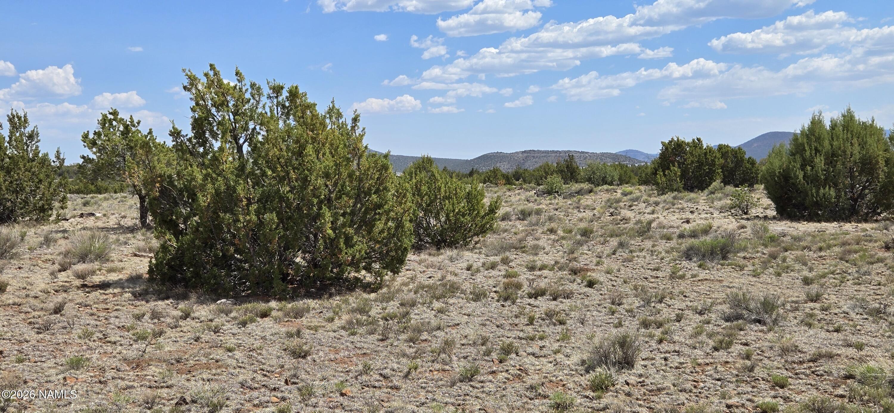 227 Mountain Cat Road Williams, AZ 86046 - Photo 6 of 13 a view of a dry yard with trees