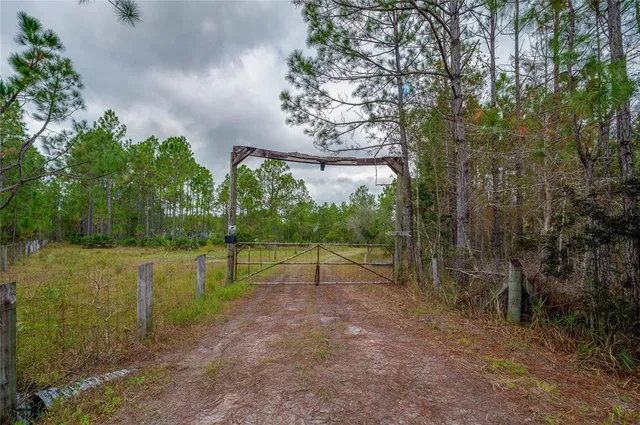a view of a park with large trees