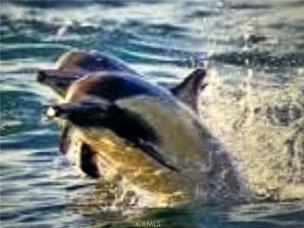 33966 Malaga Drive, Unit B Dana Point, CA 92629 - Photo 19 of 25 a view of a yard