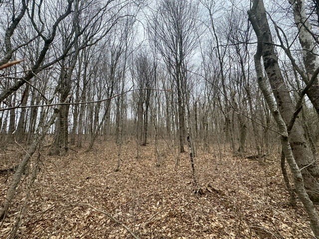 Lot 4 Shaver Hill Road Meridale, NY 13806 - Photo 24 of 44