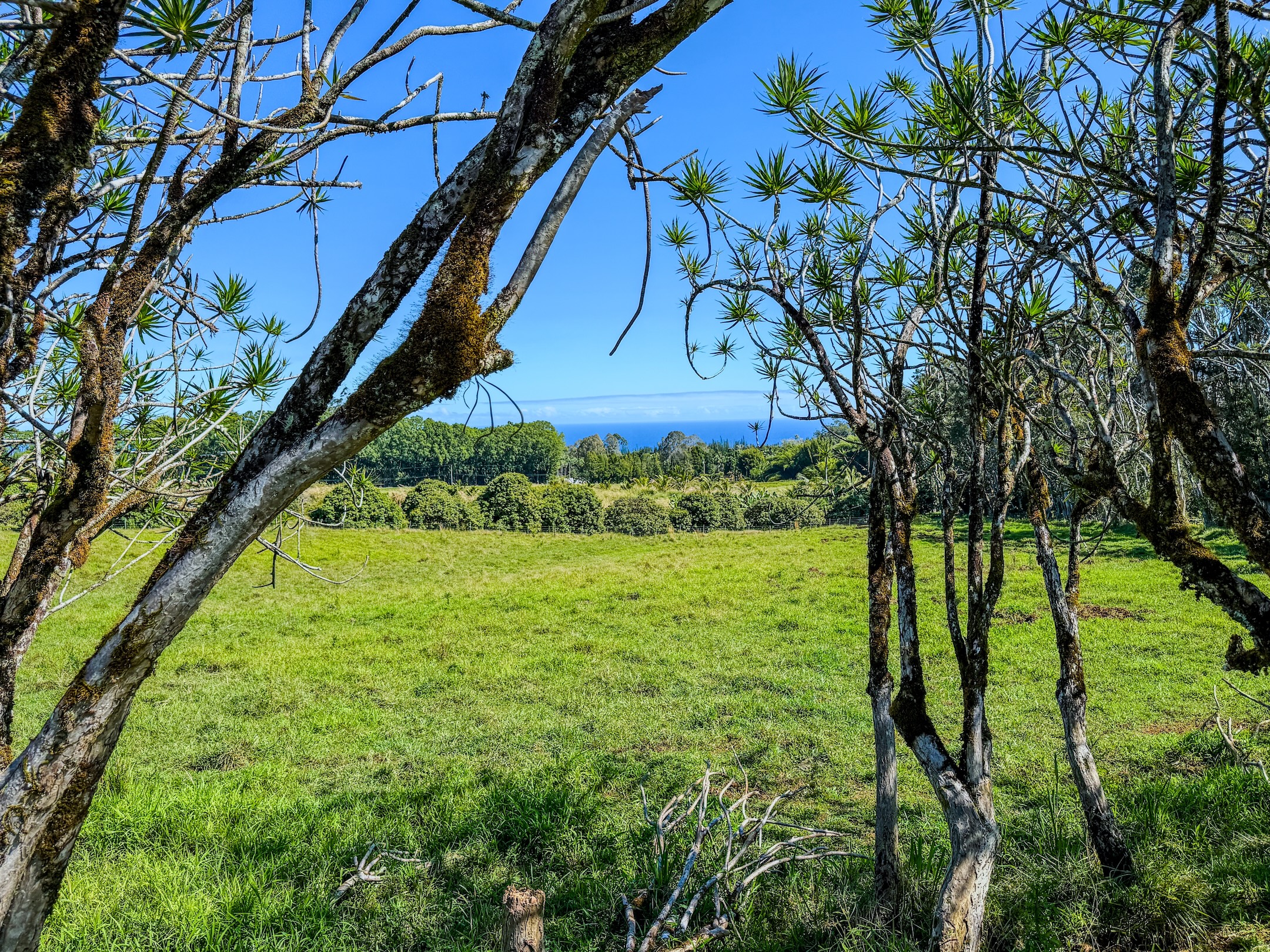 29-613 Lot Road Papaikou, HI 96781 - Photo 12 of 14 a view of yard with green space