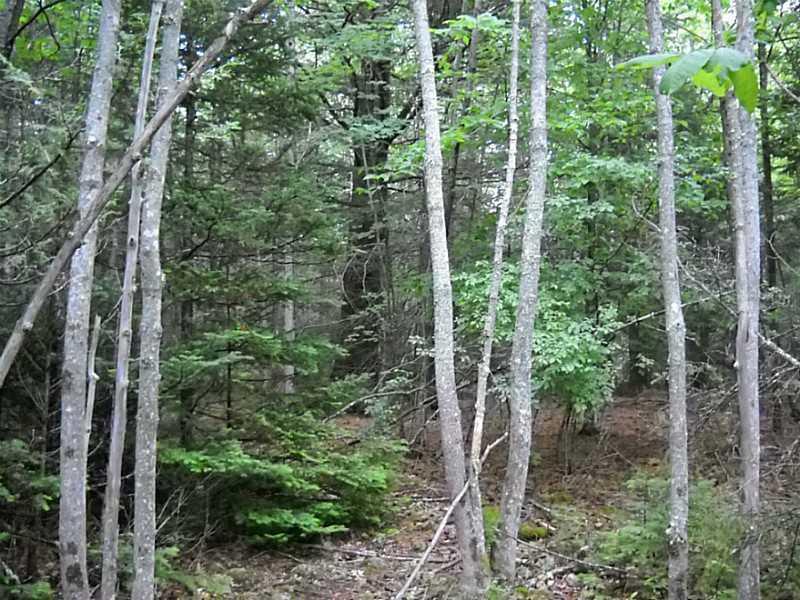 0 Cross Rd/reach Road Sedgwick, ME 04676 - Photo 8 of 8 Land.