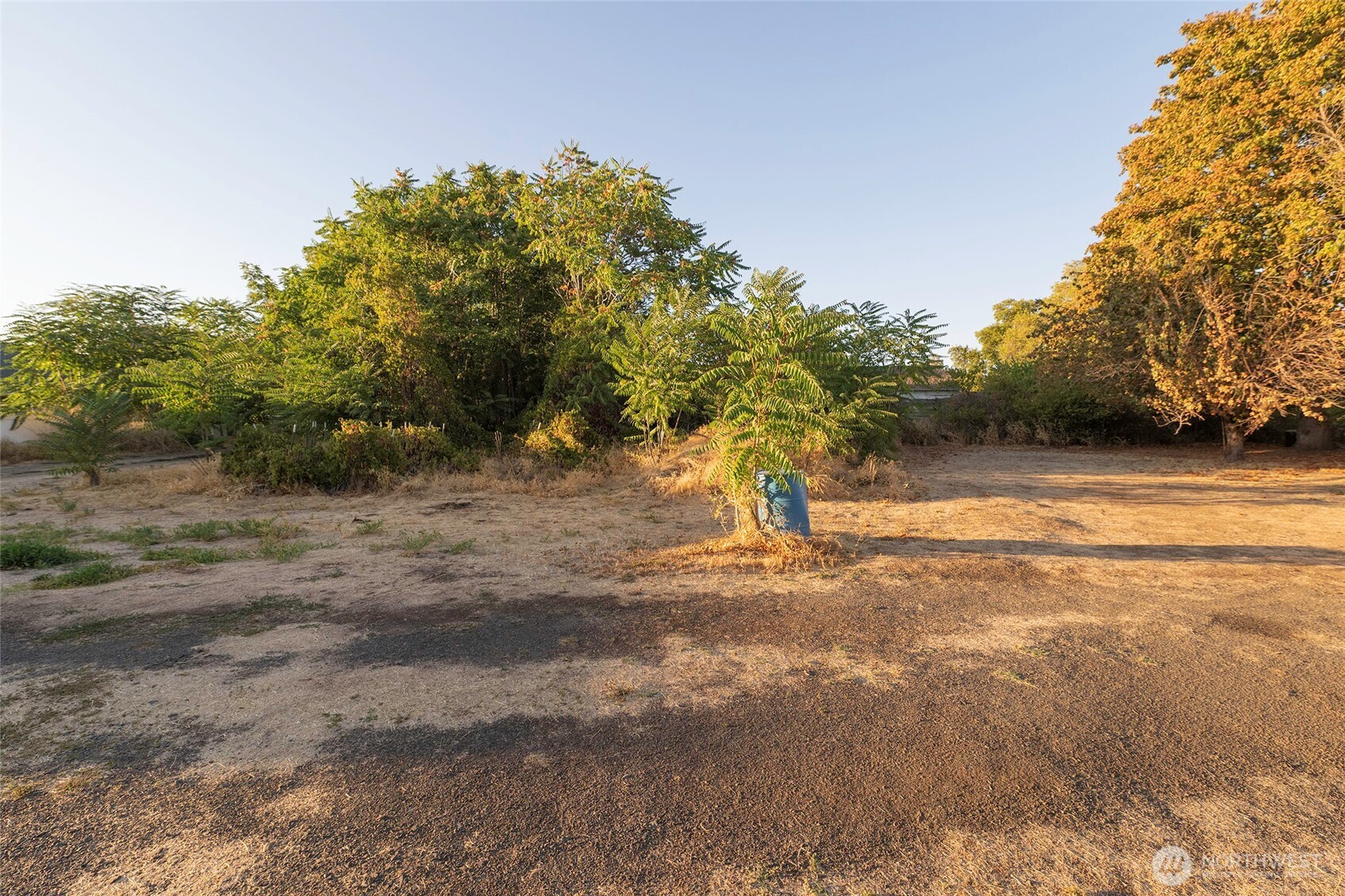 40 Northwest B Street College Place, WA 99324 - Photo 28 of 29 a view of a yard with plants and trees